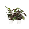 Calatea - 2 Pzs - Calathea Lietzei 'white Fusion' - Altura 30-40cm - ⌀14cm