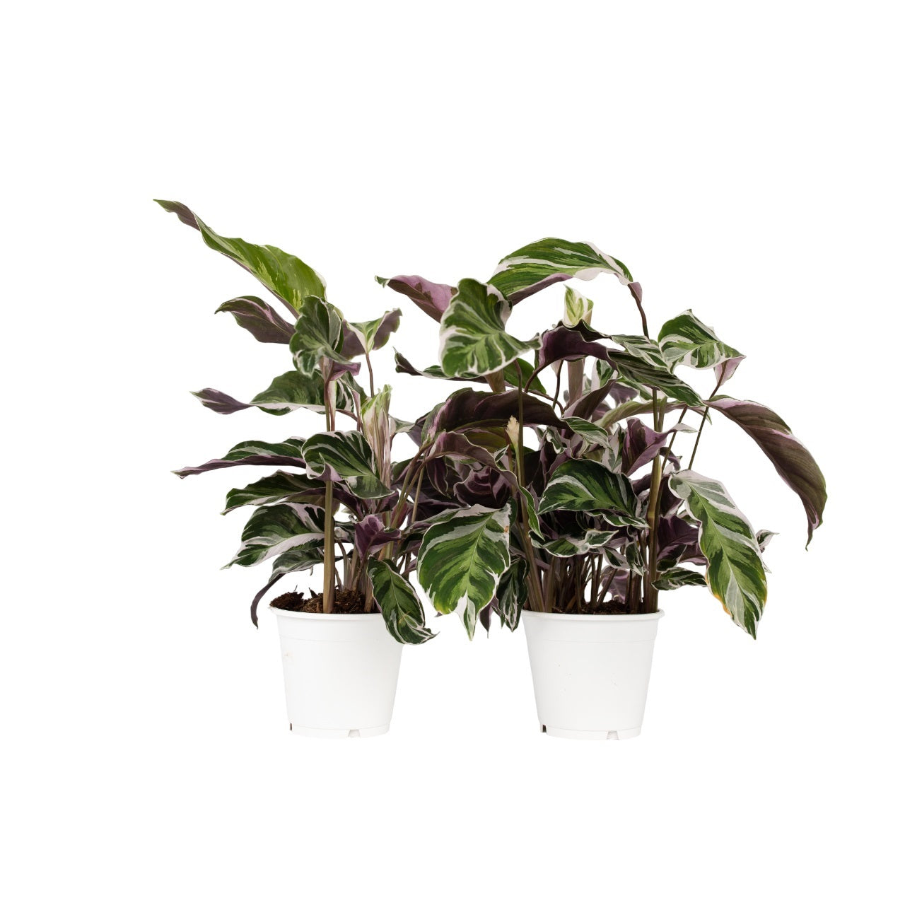 Calatea - 2 Pzs - Calathea Lietzei 'white Fusion' - Altura 30-40cm - ⌀14cm_0