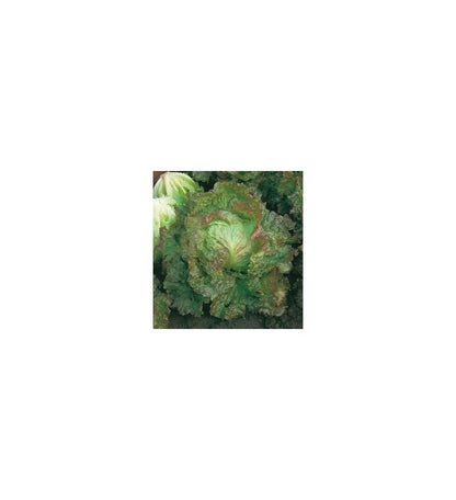 Plantón Lechuga Maravilla De Verano (10 Unidades)_2