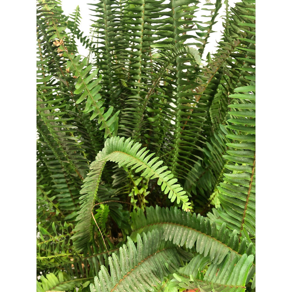 Helecho Cordata M30 115cm_1