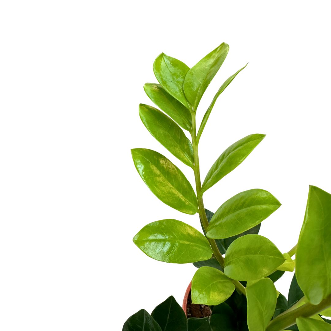 Zamioculcas Planta De Interior Resistente A La Poca Luz (zamioculcas Zamiifolia)