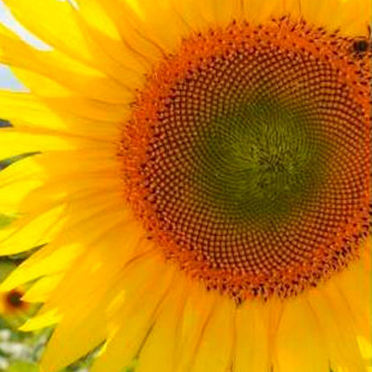 Semillas Girasol Gigante Ecológicas