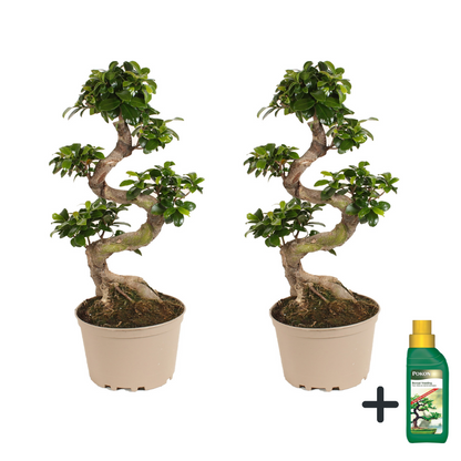 Laurel De Indias - 2 Pzs - Ficus Microcarpa 'ginseng' - Altura 60-70cm - ⌀22cm_0
