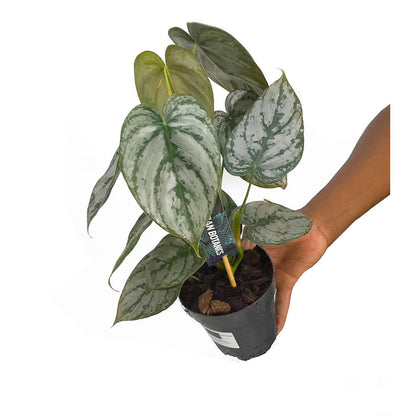 Philodendron Brandtianum M12 30cm (hoja De Plata)_0
