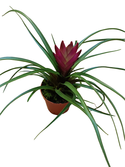 Tillandsia Cyanea Mini Flor Fucsia Planta Bromelia Ø5 Cm_0