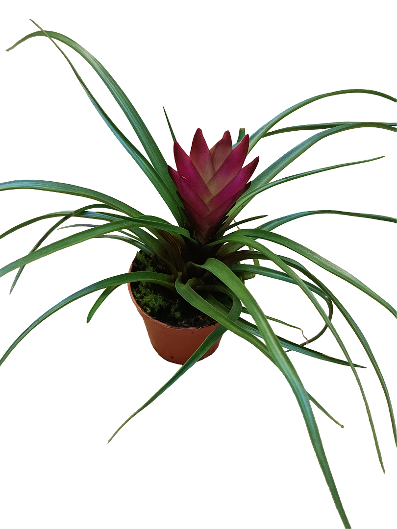 Tillandsia Cyanea Mini Flor Fucsia Planta Bromelia Ø5 Cm