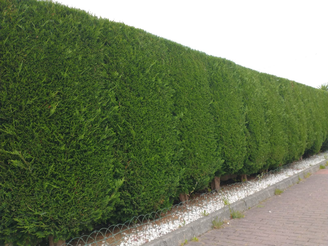 Pack De 100 Cipres Leylandii De 25 Cm Más 1 Kg. Abono_2