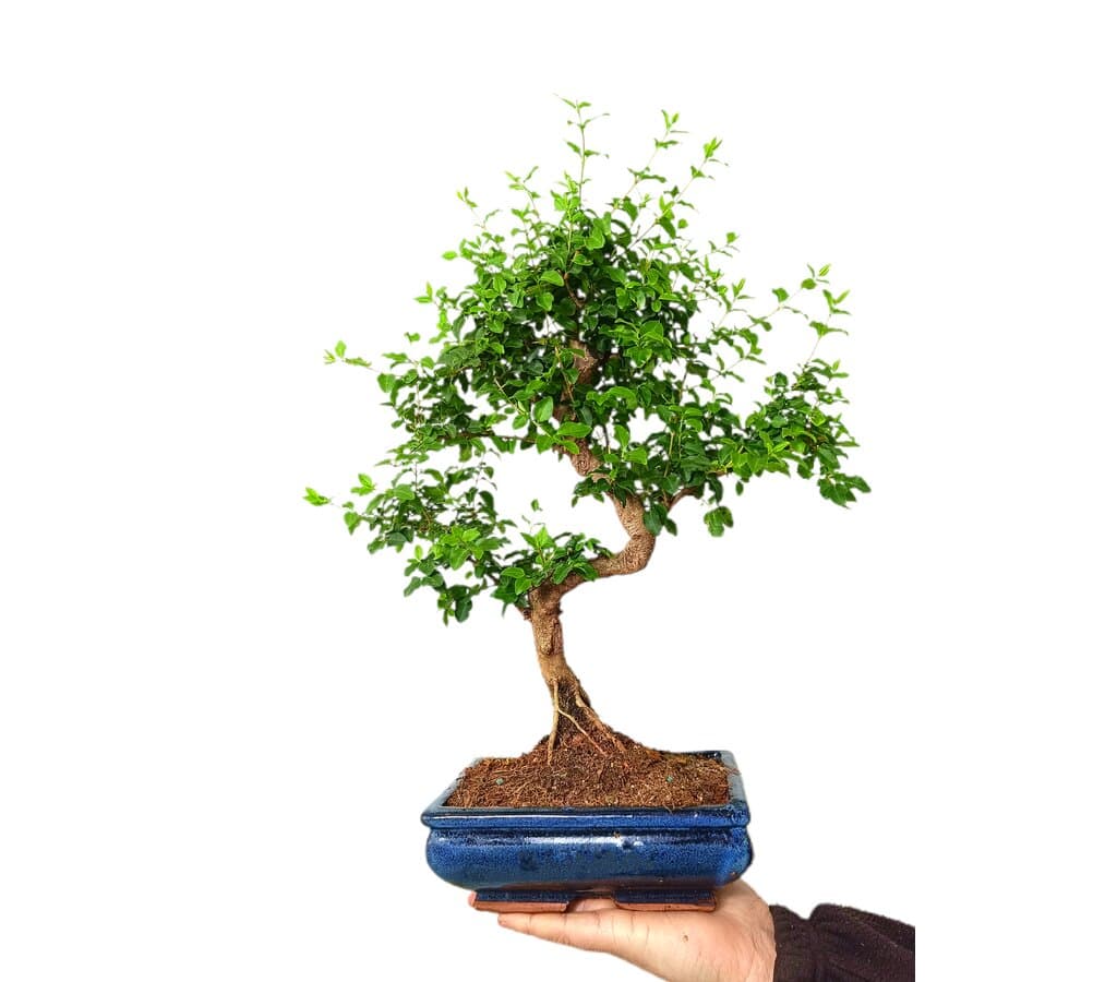 Bonsai Ligustrum 8 Años_0