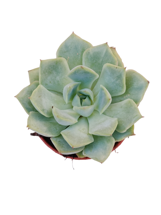 Echeveria California Queen Ø5 Planta Suculenta De Sol_0
