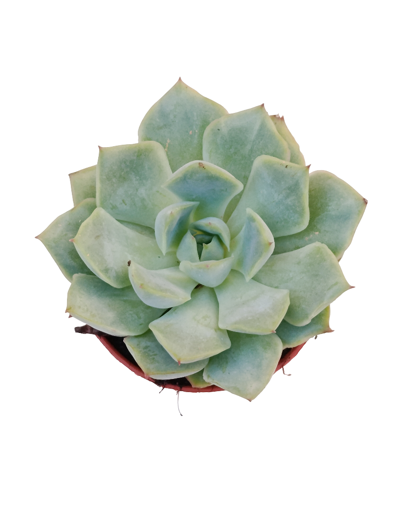 Echeveria California Queen Ø5 Planta Suculenta De Sol_0