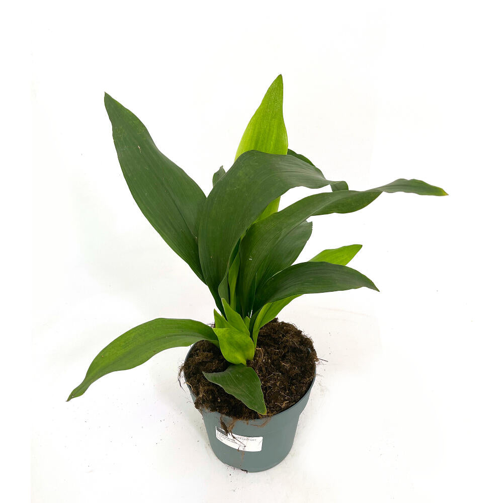 Aspidistra M20_1