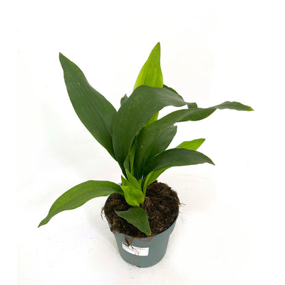 Aspidistra M20_1