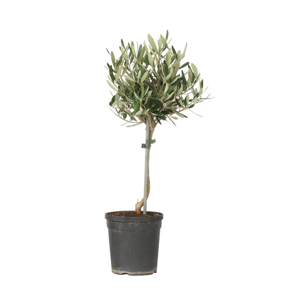Olivo - Olea Europaea - Altura 45-55cm - ⌀14cm_0