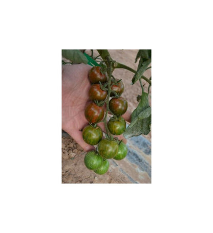 Plantón Tomate Cherry Negro (10 Unidades)_2
