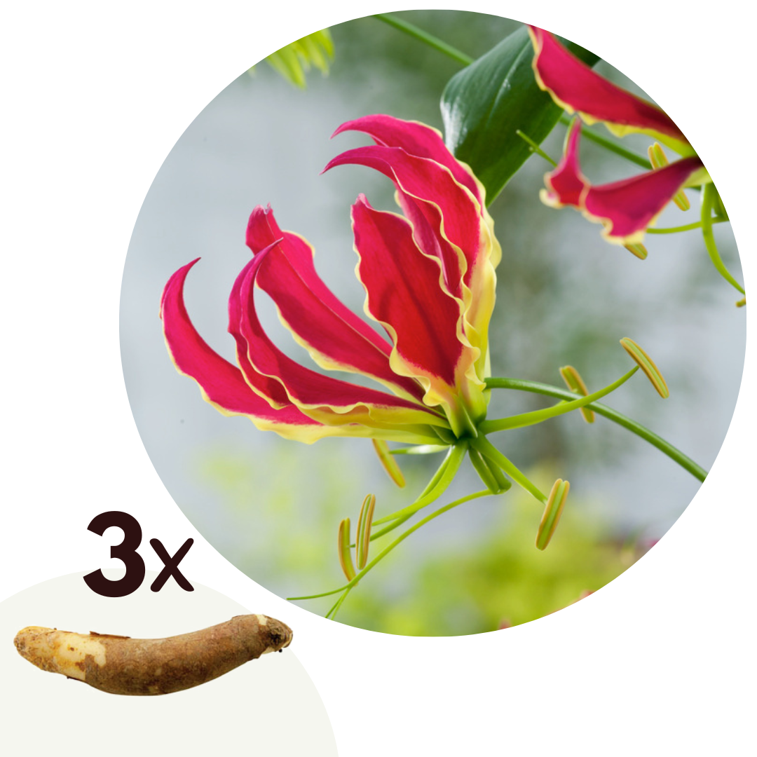 Gladiolo - 3 Pzs - Gloriosa 'rothschildiana' - Cepellones - Rojo_0