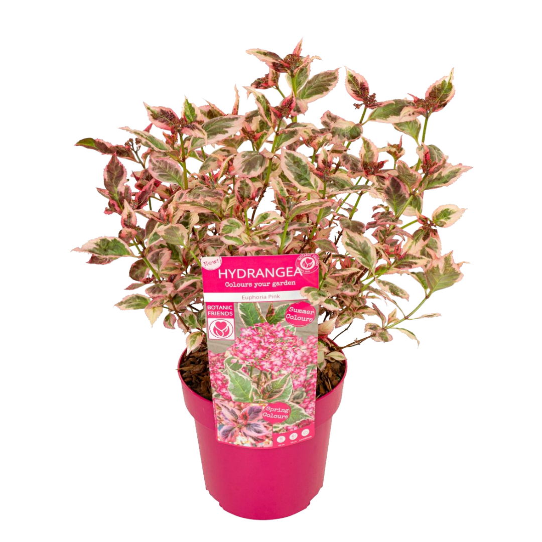 Hortensia - Hydrangea Serrata 'euphorbia Pink' - Altura 40-50cm - ⌀19cm_0