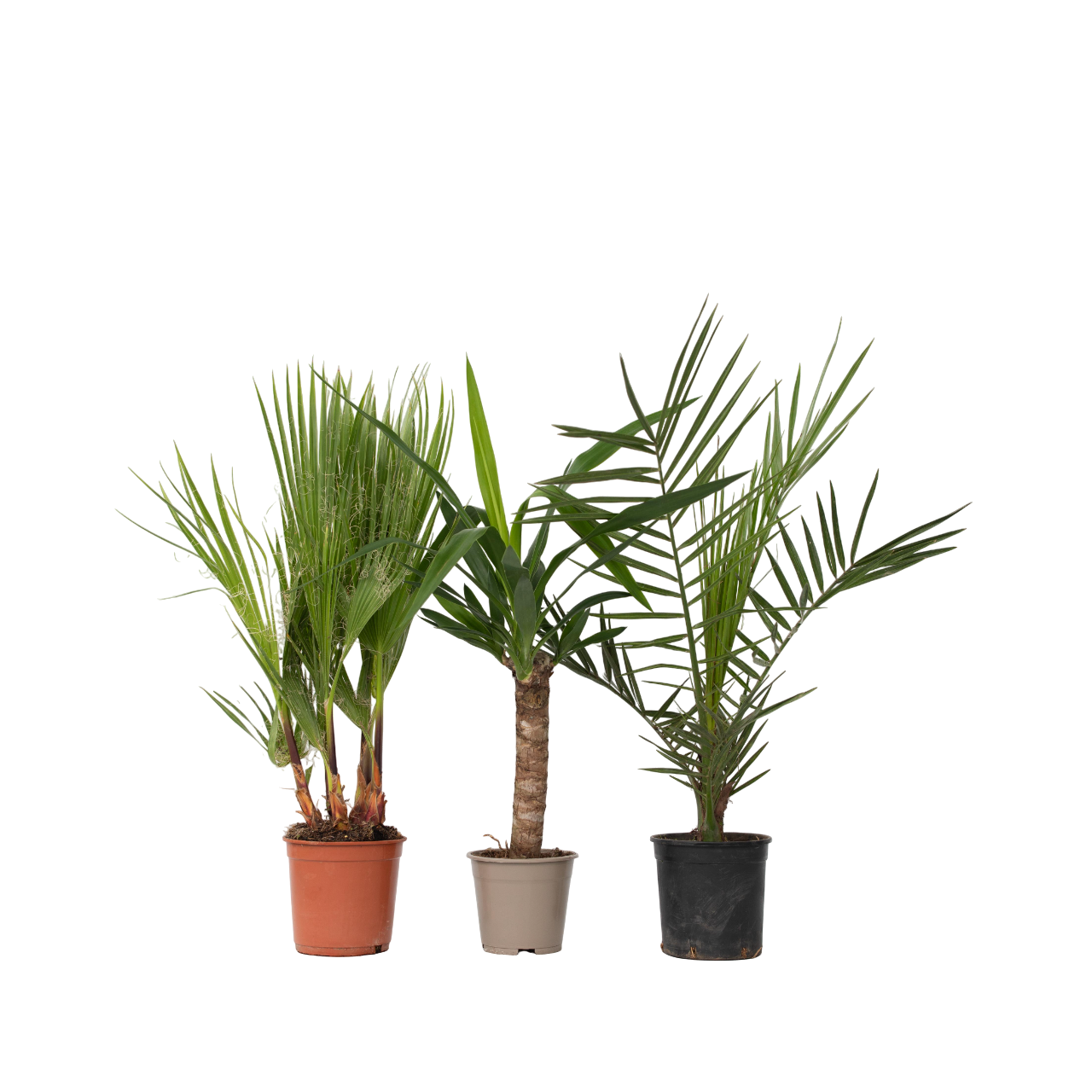 Mezcla De Palmeras - 3 Pzs - Indoor Palmmix - Altura 50-70cm - ⌀14cm