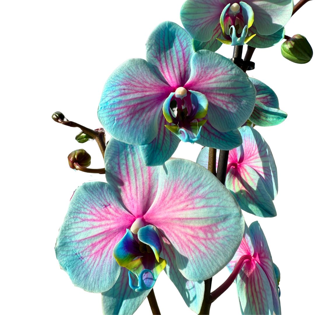 Orquídea Wonder Of Nature 2 Varas Una Maravilla Para La Decoración De Interior_1