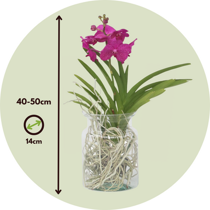 Orquídea Vanda - Vanda 'cerise' - Altura 40-50cm - ⌀14cm_2