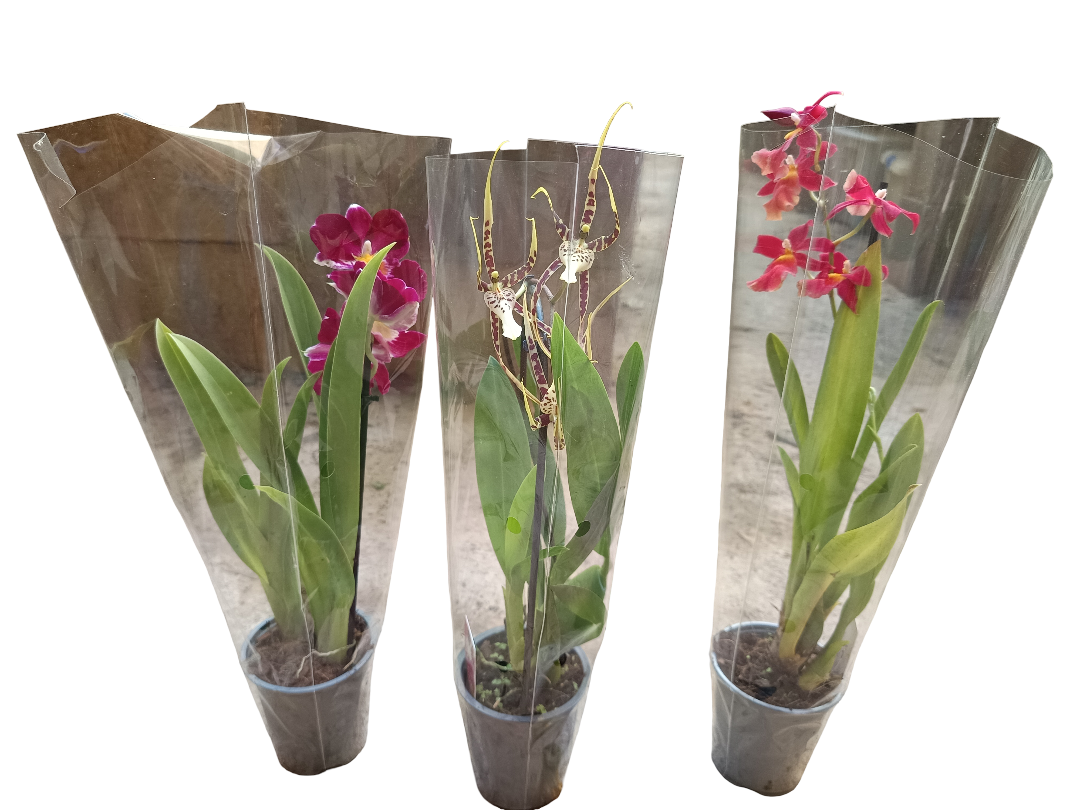 Lote 3 orquideas SURTIDAS - colores aleatorios Ø9 altura 30 cms_1