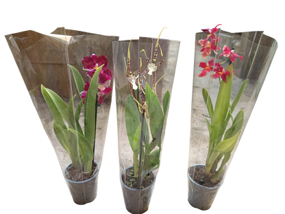 Lote 3 orquideas SURTIDAS - colores aleatorios Ø9 altura 30 cms_1