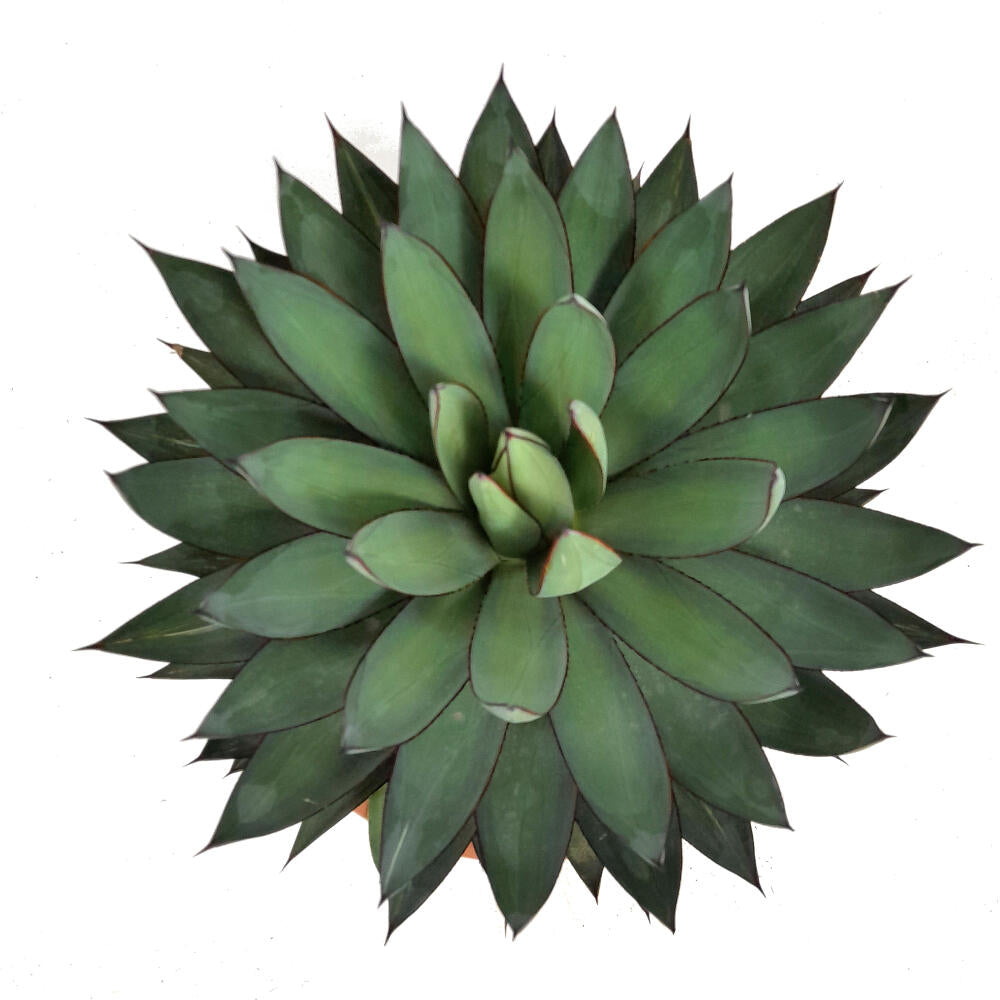 Agave Romanii T30 60cm