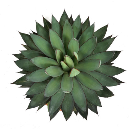 Agave Romanii T20 35cm