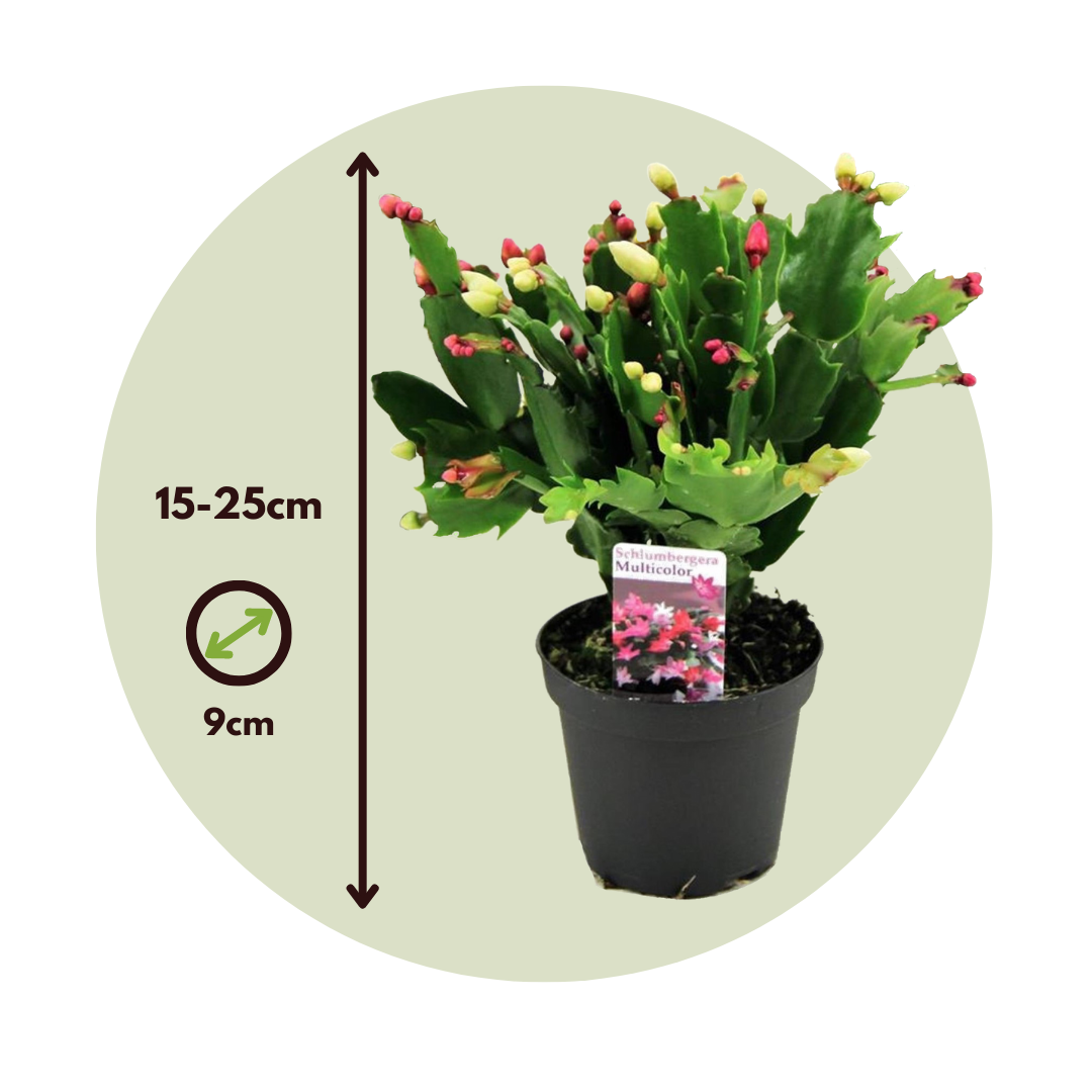 Cactus De Navidad - 3 Pzs - Schlumbergera 'tricolor' - Altura 15-25cm - ⌀9cm_2