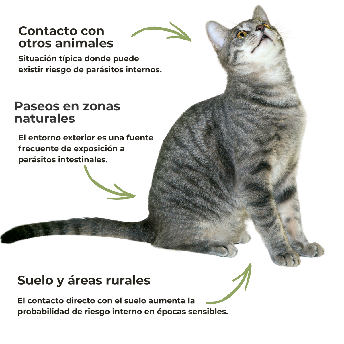 Protección intestinal ECO para perros y gatos – Lombrices y parásitos internos – 100 g_4