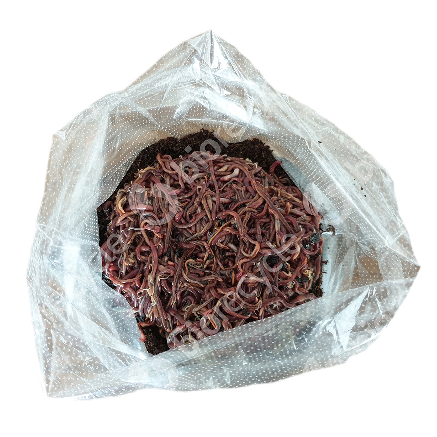 Kit 250 Para Iniciar El Vermicompostaje_0