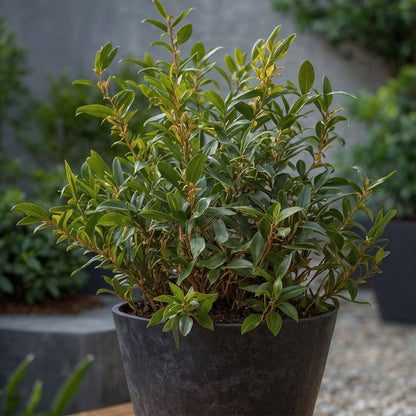 Sarcocoque - 2 Pzs - Sarcococca 'confusa' - Altura 30-40cm - ⌀17cm