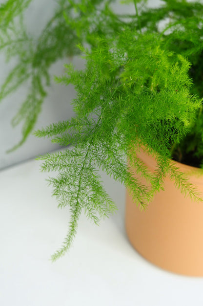 Asparagus Setaceus_2
