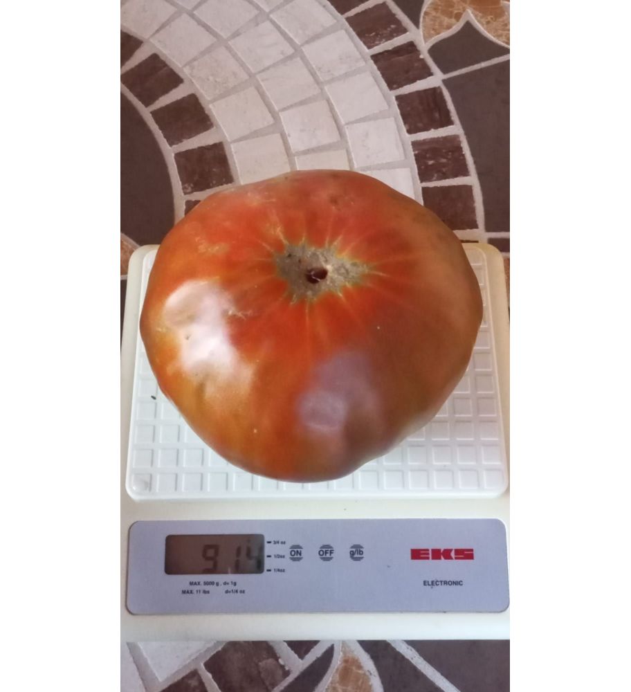 Plantón Tomate Goliat (10 Unidades)_0