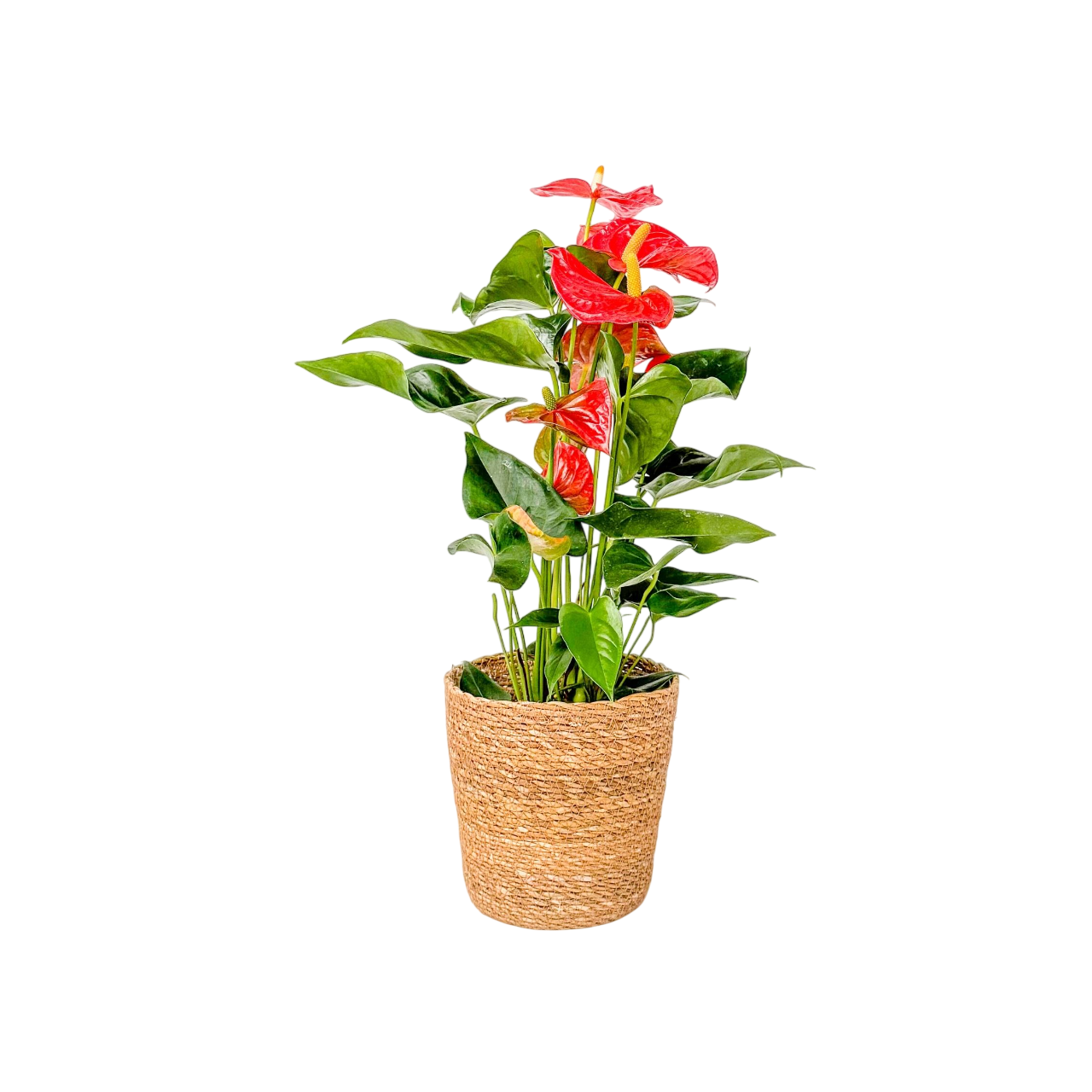 Anturio - Anthurium 'madural Orange' - Incluye Cesta - Altura 55-70cm - Ø17cm_0