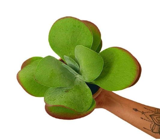 Kalanchoe Thyrsiflora M13_0