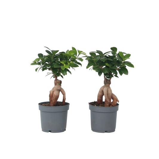 Laurel De Indias - 2 Pzs - Ficus Microcarpa - Altura 30-40cm - ⌀12cm