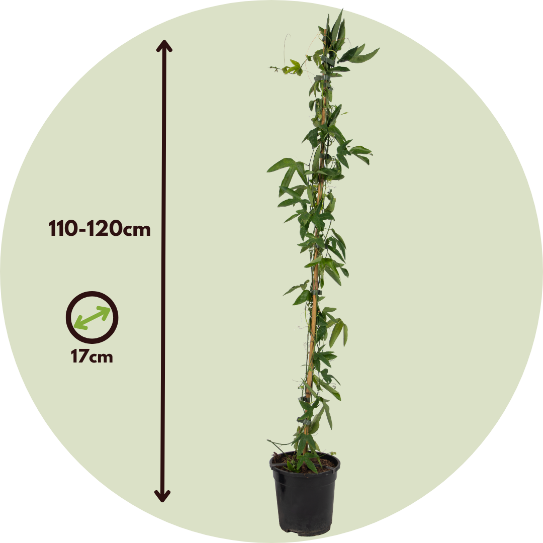 Pasionaria Azul - 2 Pzs - Passiflora 'constance Elliott' - A110-120cm - ⌀17cm_2