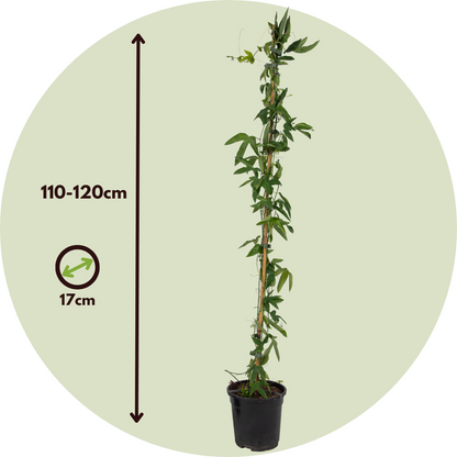Pasionaria Azul - 2 Pzs - Passiflora 'constance Elliott' - A110-120cm - ⌀17cm_2