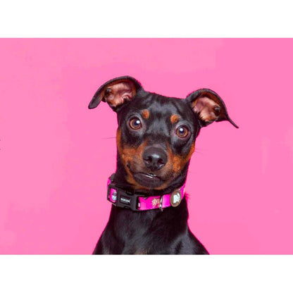 Collar para perro DOGTELLA Dukier M