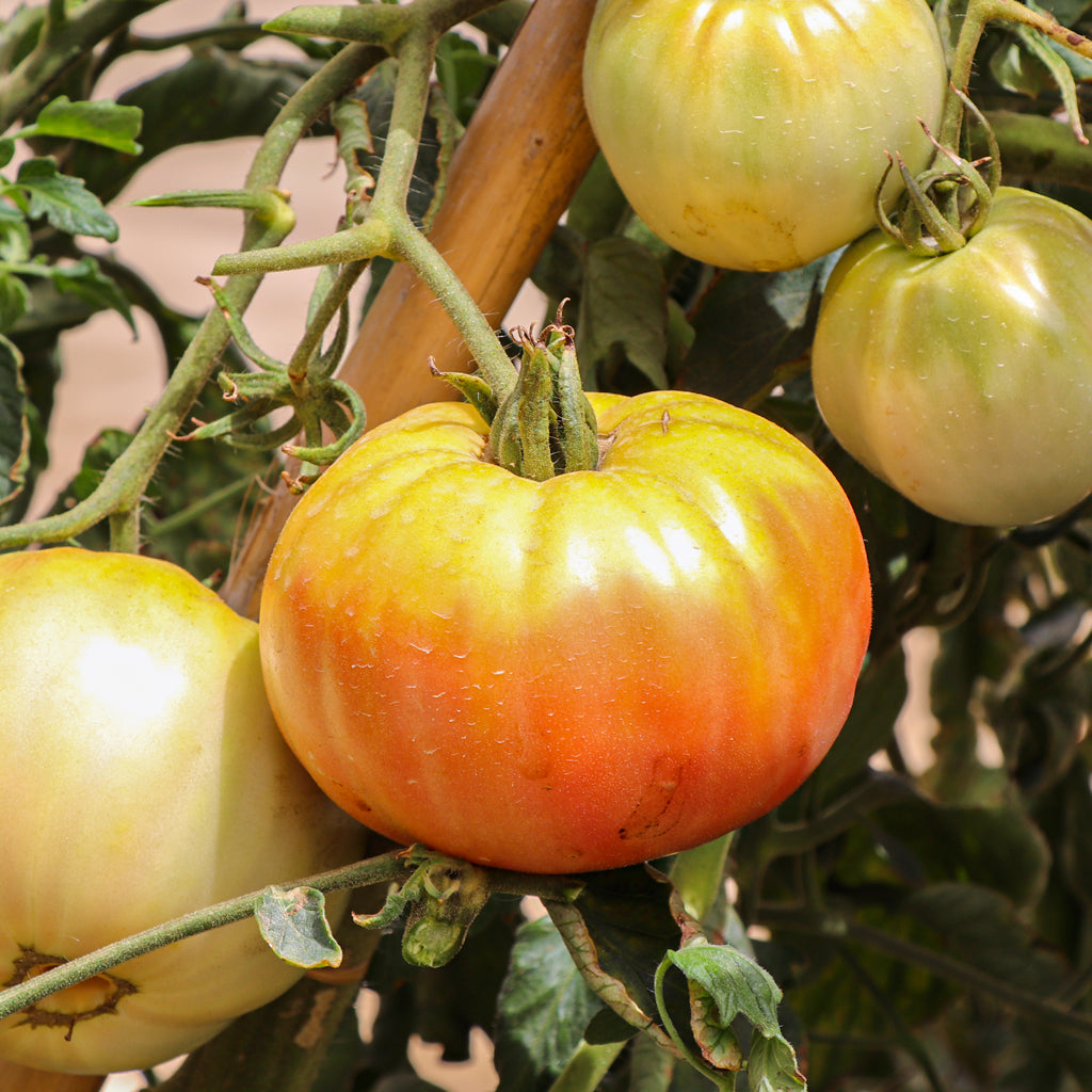 Plantón Tomate Rosa Plena 2 Unidades - Plantabo_2