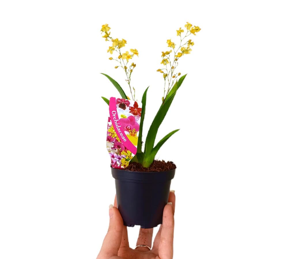 Oncidium Variado M8_0