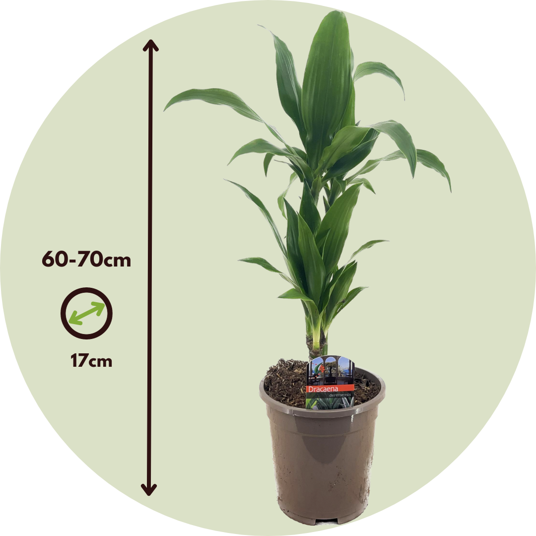 Drácena - Dracaena Deremensis 'janet Craig' - Altura 60-70cm - ⌀17cm_2
