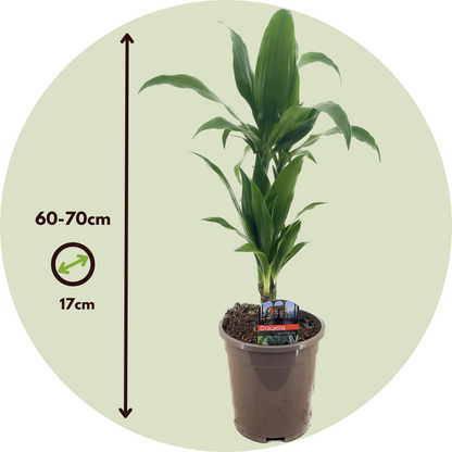 Drácena - Dracaena Deremensis 'janet Craig' - Altura 60-70cm - ⌀17cm_2