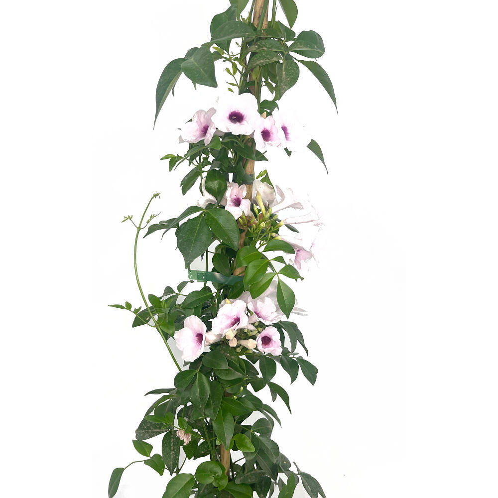 Bignonia Jasminoides M20 180cm_1