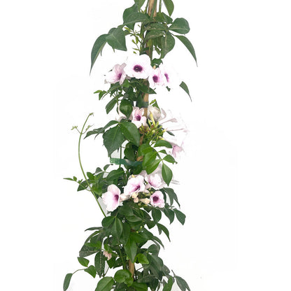 Bignonia Jasminoides M20 180cm_1