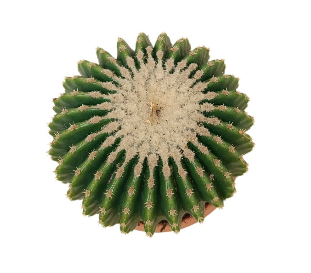 Echinocactus Grusonii Inermis M20_1