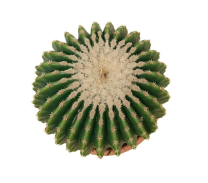 Echinocactus Grusonii Inermis M20_1