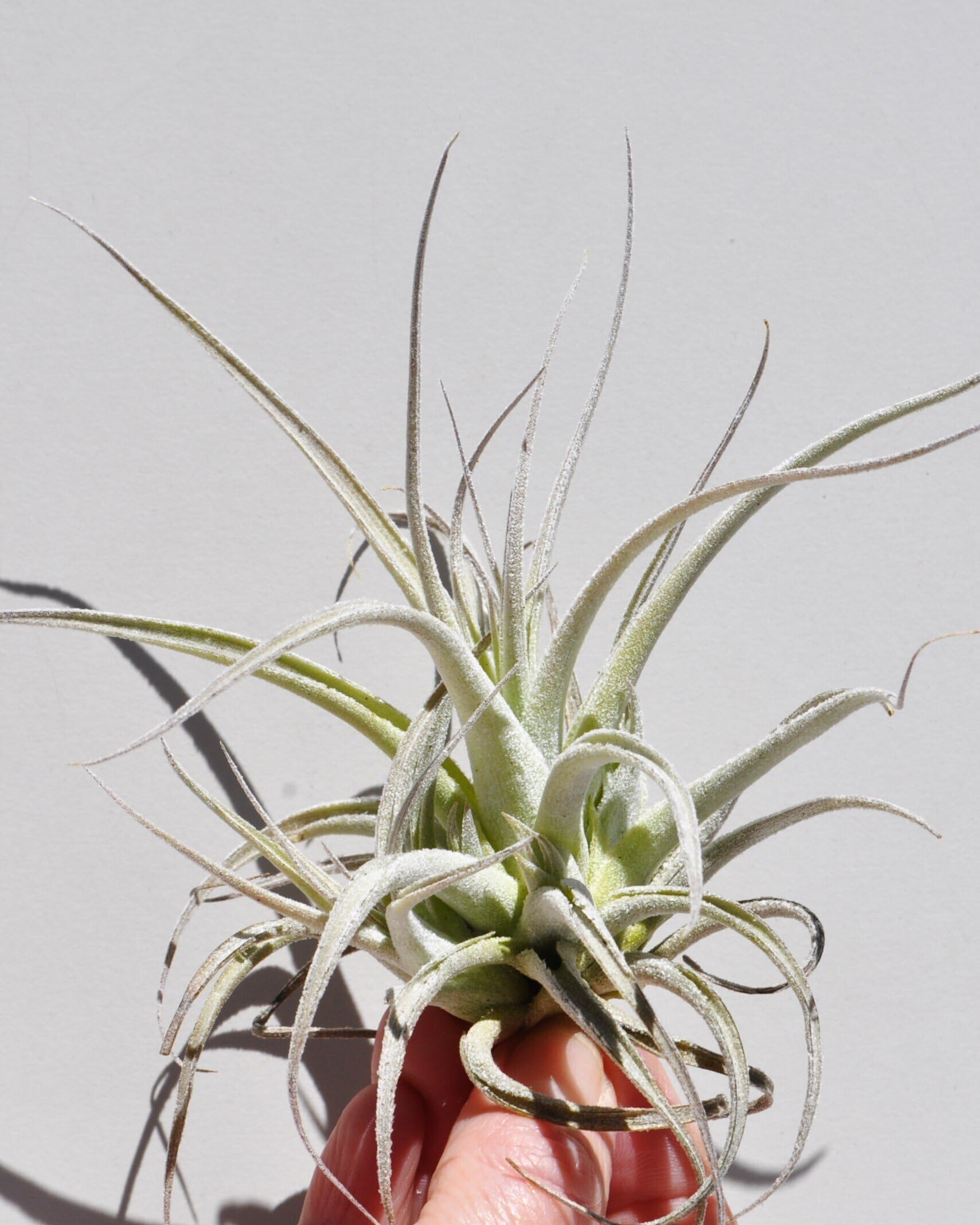 Tillandsia leonamiana; planta del aire gris verdosa; Curiosarium; altura 10 cm, diámetro 12 cm_0