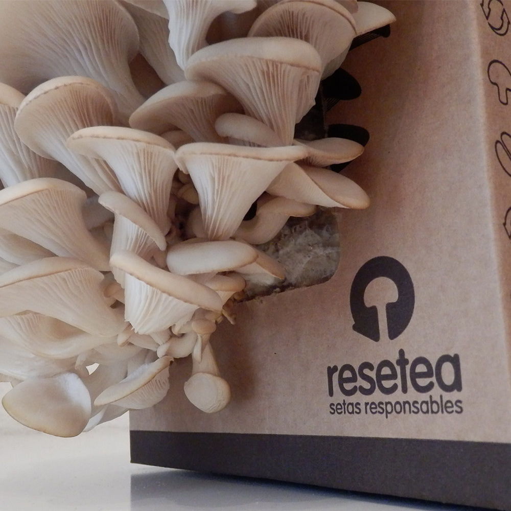 Kit Cultivo De Setas Ostra | Ingrediente Gourmet | Cultivo Fácil | Regalo Original | Resetea_3