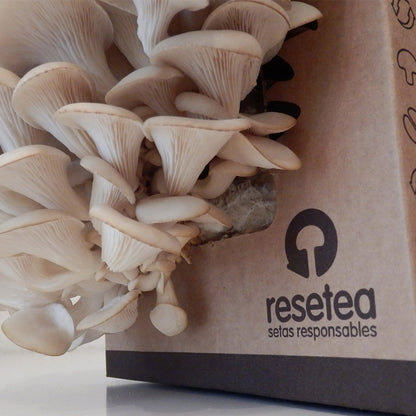 Kit Cultivo De Setas Ostra | Ingrediente Gourmet | Cultivo Fácil | Regalo Original | Resetea_3